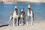 WHIPPET 234
